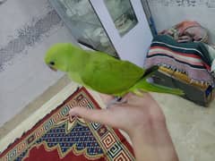 ringneck for sale 1 month baby 0