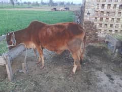 Sahiwal Cow dosra suwa 0