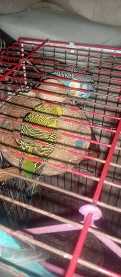6-7 pair Brider Available for sale Budges parret with cage 0