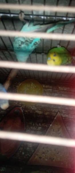 6-7 pair Brider Available for sale Budges parret with cage 3