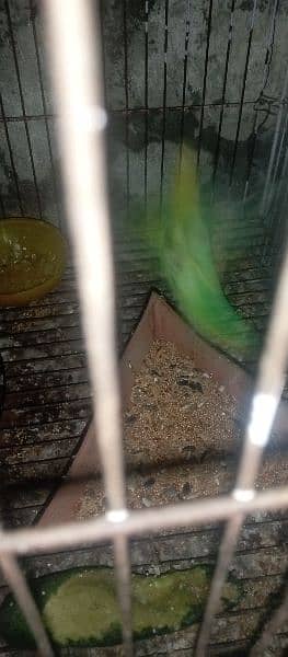 6-7 pair Brider Available for sale Budges parret with cage 5