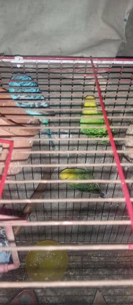 6-7 pair Brider Available for sale Budges parret with cage 6