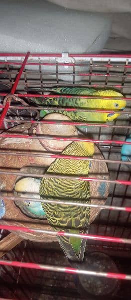 6-7 pair Brider Available for sale Budges parret with cage 10