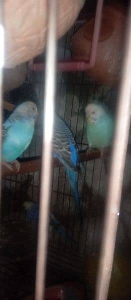 6-7 pair Brider Available for sale Budges parret with cage 11