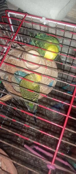 6-7 pair Brider Available for sale Budges parret with cage 12