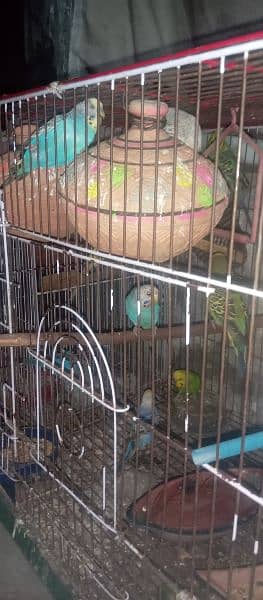 6-7 pair Brider Available for sale Budges parret with cage 16