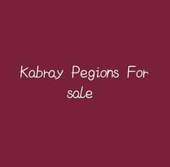 Pegions for sale