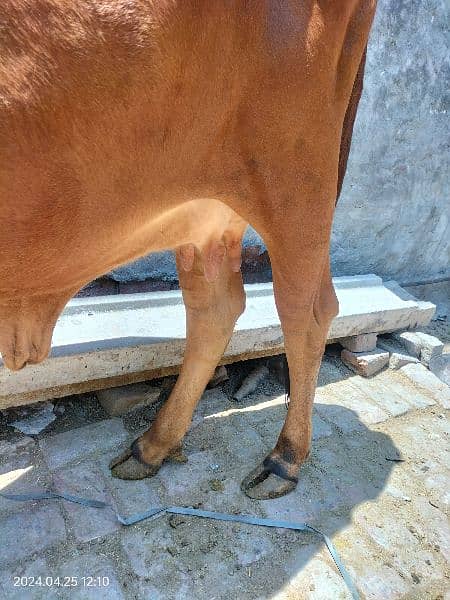 cow for sell 6