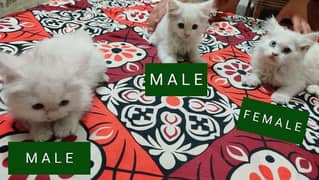 2Month Old persian cat babies