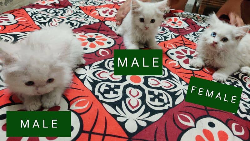 2Month Old persian cat babies 0