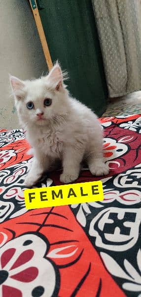 2Month Old persian cat babies 1