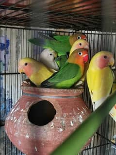 love birds quality birds for sell