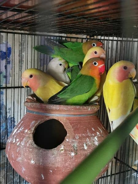 love birds quality birds for sell 0