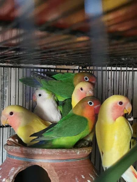 love birds quality birds for sell 1