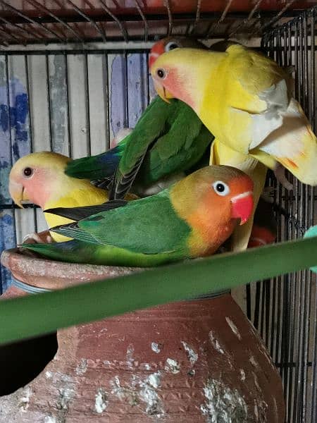 love birds quality birds for sell 2