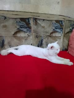 Persian Cat male white colour beautiful
