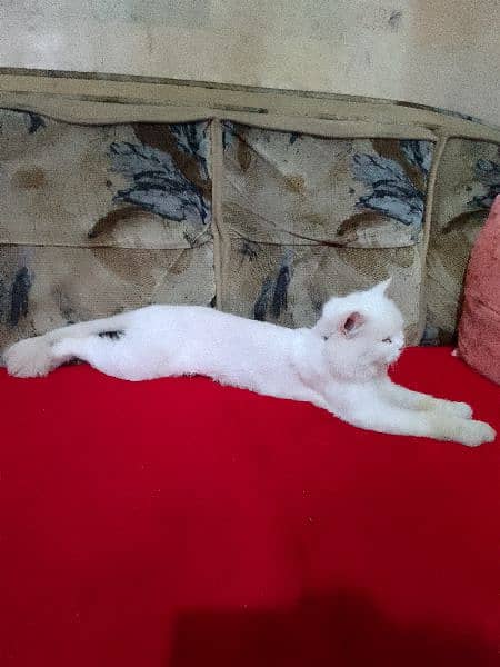 Persian Cat male white colour beautiful 0