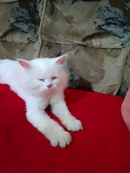 Persian Cat male white colour beautiful 1