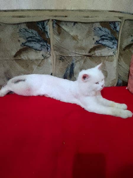 Persian Cat male white colour beautiful 2