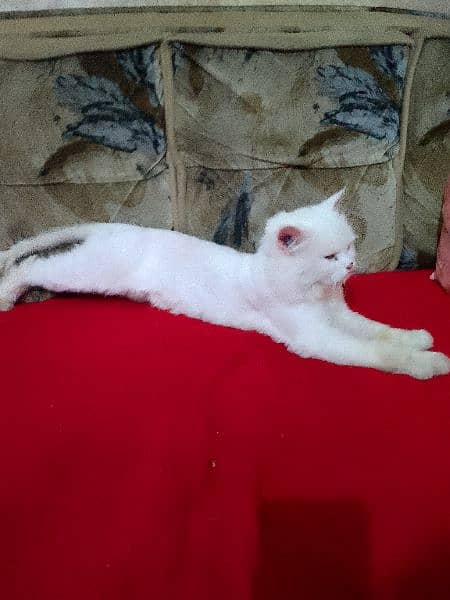 Persian Cat male white colour beautiful 3