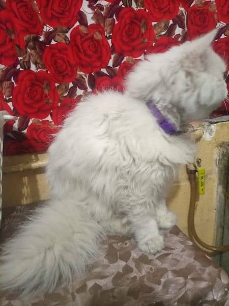 Persian Cat male white colour beautiful 4