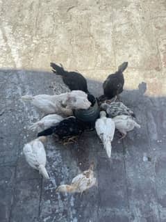 heera aseel chicks for sell 0