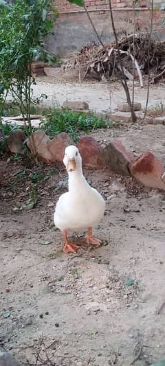 duck for sale