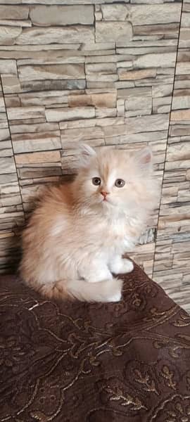 Persian cat/Persian kittens/triple coated/punch face 8