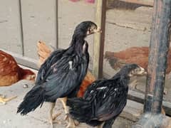 aseel chicks 1500 per chick