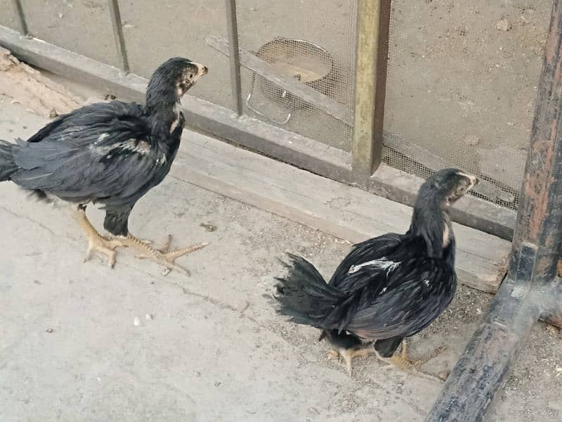 aseel chicks 1500 per chick 1