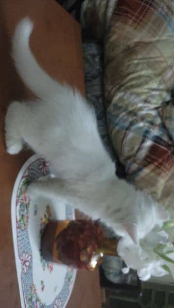 2 months old Persian kittens each 8,000 0