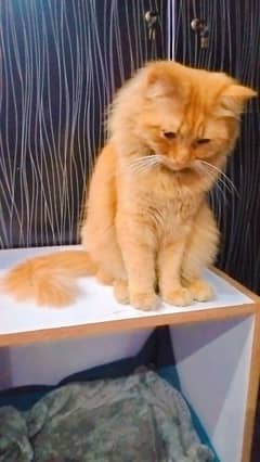 brownie ginger male pure Persian 0