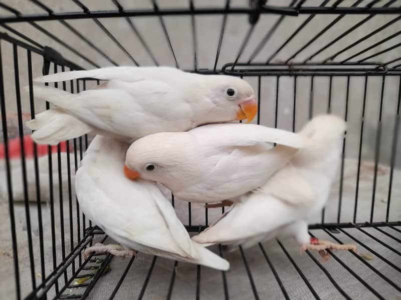 Fisher and Albino Breeder Pairs for details whatsapp 0312.4623. 645 1