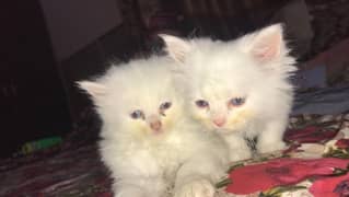 persion kittens triple coated two males