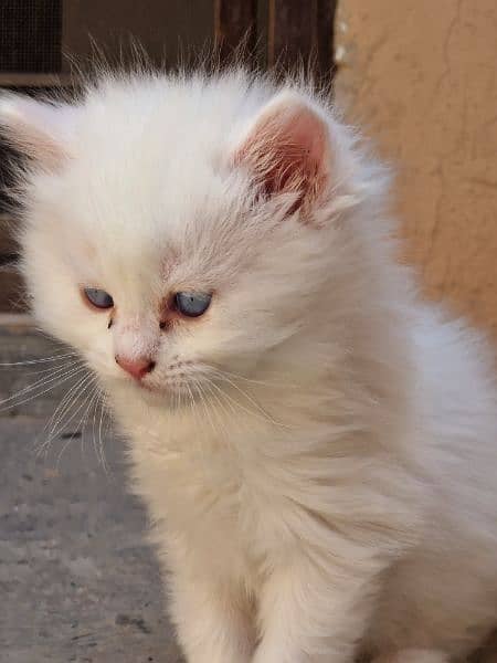 persian cat doll face 1