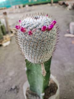 Grafted cactus 0