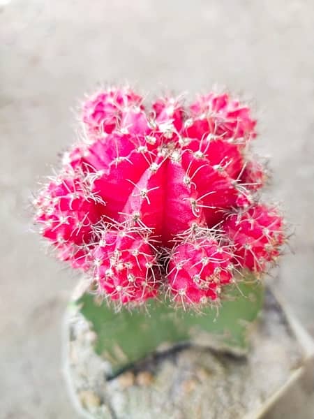 Grafted cactus 2