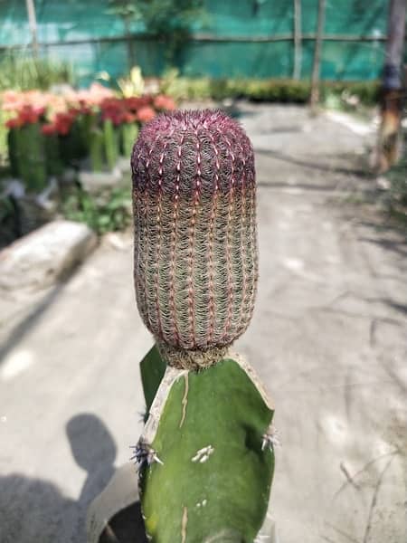 Grafted cactus 7