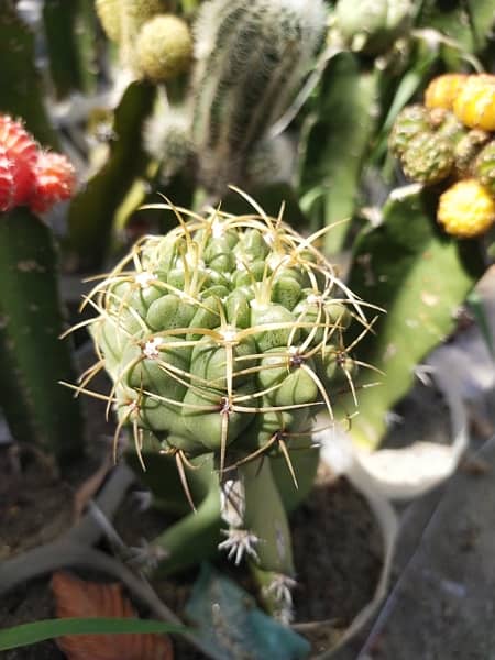 Grafted cactus 11