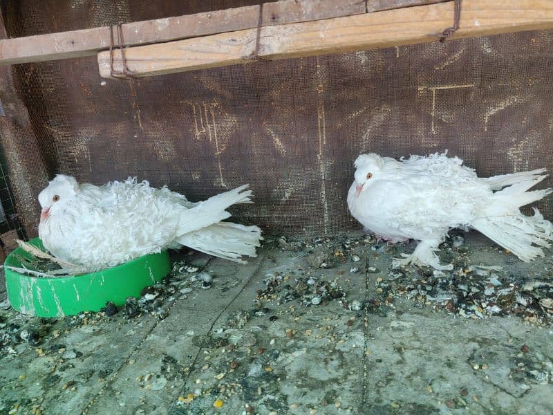 Frill back breeder pair with 1 chick 9