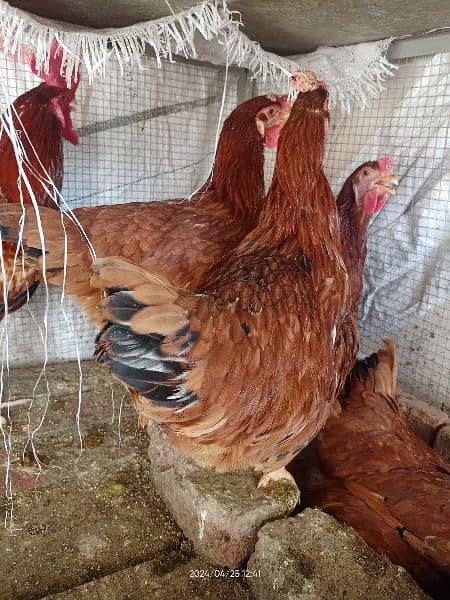 RIR Hens and Cock for sale 2
