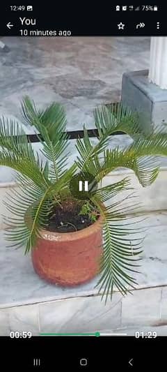 kangi palm plants 20 big and 7 small 1 very big