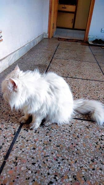 WHITE  TRIPLE COAT PUNCH FACE ODD EYES PERSIAN CAT 5