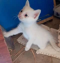 Two pure white  kittens for sale 0