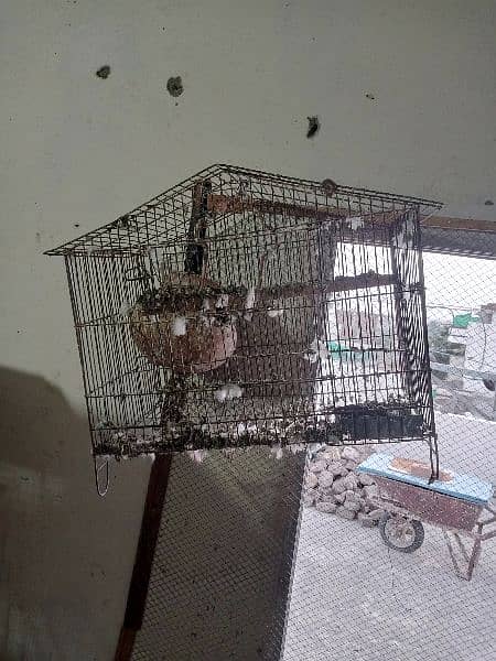 Fisher pair and Cages box's and pigeon 4
