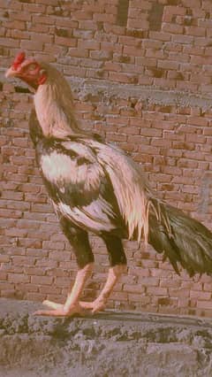 male hen for sale in reasonable Price ! only buyers can contact