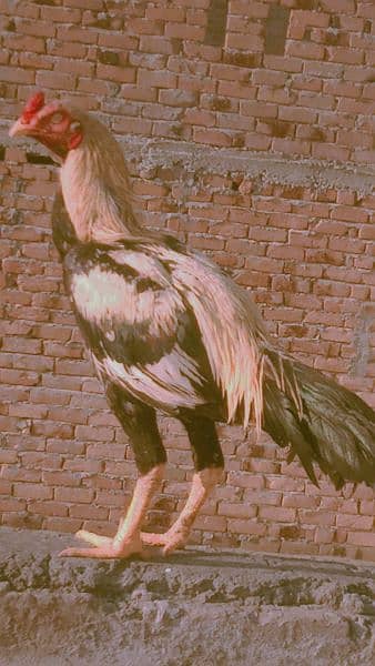male hen for sale in reasonable Price ! only buyers can contact 0