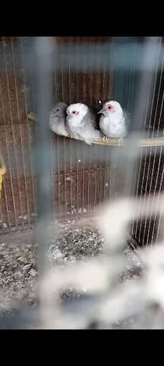 Pied Dove breeder pair with 1 chick
