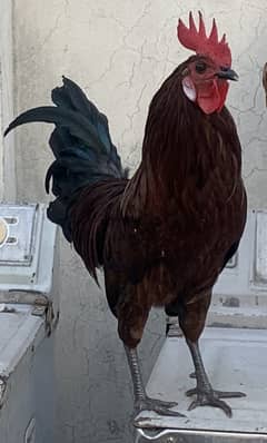 Desi 4 Hens and 2 cocks