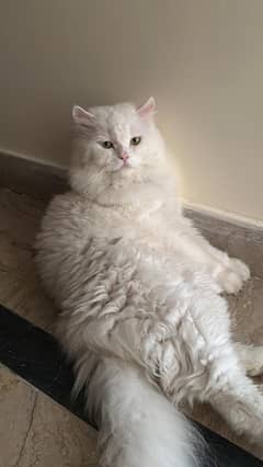 triple coated Persian white Male cat